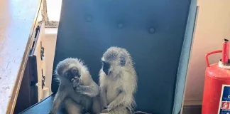 Acting Provincial Commissioner Commends Rescue of Two Monkeys from Illegal Auction in Vryburg