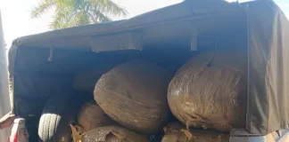 Suspect Arrested in Mpumalanga with R3 Million Worth of Dagga Suspect Arrested in Mpumalanga with R3 Million Worth of Dagga