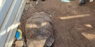 Klerksdorp Police Commander Saves 50-to-70-Year-Old Tortoise During Liquor Raid