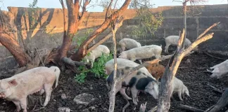 Two Men Arrested for Possession of Suspected Stolen Livestock