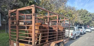 Trio Arrested in Parys For Possession of Suspected Stolen Livestock Worth R100 000