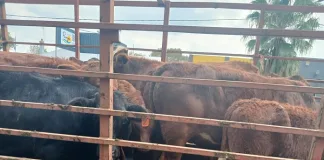 Three in Custody Over Stolen Livestock