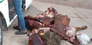Seven Suspects Appear in Court for Stock Theft in Balfour Seven Suspects Appear in Court for Stock Theft in Balfour