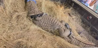 Two Live Nile Crocodiles Seized from Springs Residence Two Live Nile Crocodiles Seized from Springs Residence