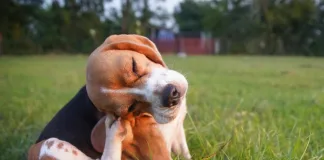 Why “itchy skin” is more than just a surface problem