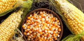 Food security starts in the field: Why agriculture matters this World Hunger Day