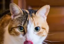Tips for supporting your cat’s cattitude at mealtime Weelee Releases Comprehensive Guide Empowering South Africans to Buy Pre-Owned Cars with Confidence