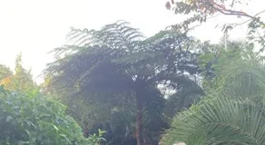 Morning Walks in Natural Space Offer Many Benefits for Retirees Morning Walks in Natural Space Offer Many Benefits for Retirees