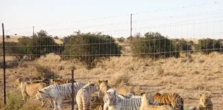 Endangered Species Day: South Africa Must #BreakTheViciousCyle Endangered Species Day: South Africa Must #BreakTheViciousCyle