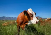 World Milk Day: A Gentle Reminder to Think About the Animals Behind Our Milk World Milk Day: A Gentle Reminder to Think About the Animals Behind Our Milk