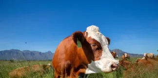 World Milk Day: A Gentle Reminder to Think About the Animals Behind Our Milk