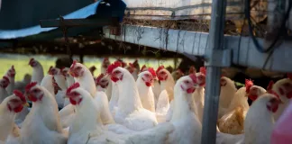 World Poultry Day: FOUR PAWS Urges South Africans to Look Beyond Egg Labelling