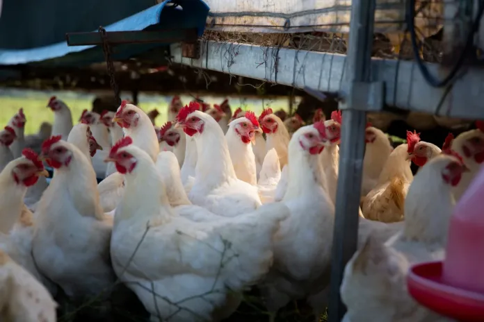 World Poultry Day: FOUR PAWS Urges South Africans to Look Beyond Egg Labelling World Poultry Day: FOUR PAWS Urges South Africans to Look Beyond Egg Labelling