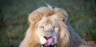 From Belgium to Bethlehem: White Lion Romeo Marks Rescueversary at LIONSROCK