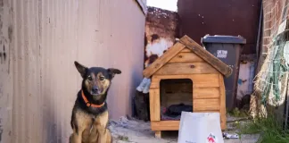 Help Build 67 Kennels of Hope for Mandela Day