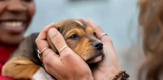 From Crisis to Compassion: How Communities Can Be Part of the Rescue Movement