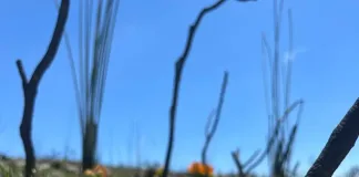 Superbloom Season: Witness a spectacular once-in-two-decades fynbos revival