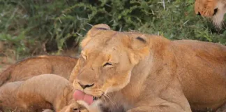 What the Animal Kingdom Can Teach Us This Mother’s Day What the Animal Kingdom Can Teach Us This Mother’s Day