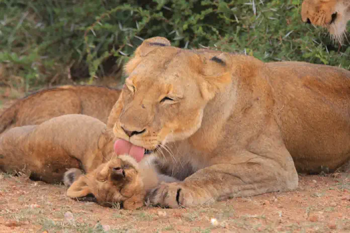 What the Animal Kingdom Can Teach Us This Mother’s Day What the Animal Kingdom Can Teach Us This Mother’s Day