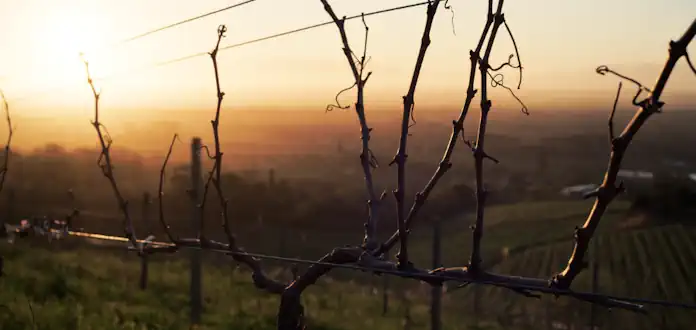 Groot Constantia, South Africa’s National Treasure