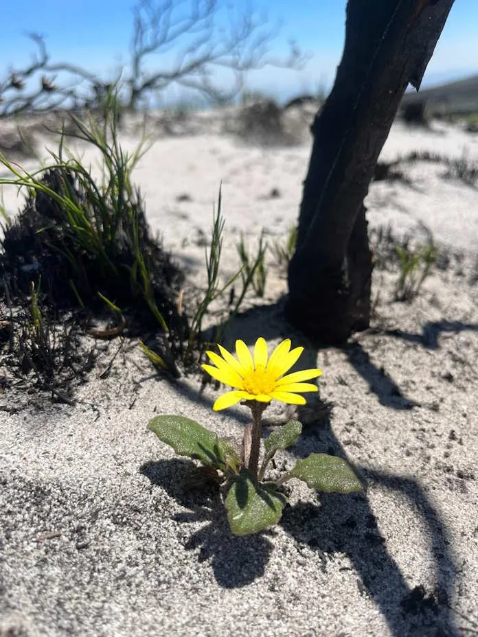 Grootbos is an ecological sanctuary in one of the most diverse floral kingdoms on Earth.