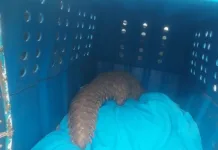 Four Arrested for Illegal Possession of Protected Pangolin