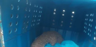 Four Arrested for Illegal Possession of Protected Pangolin