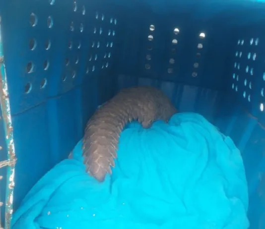 Four Arrested for Illegal Possession of Protected Pangolin