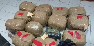 Three Arrested for Drug Trafficking; R346,000 Dagga Seized in Amathole District