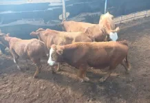 Five Suspects Arrested in Kuruman Following Recovery of R60,000 Stolen Cattle