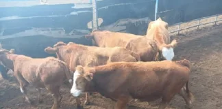 Five Suspects Arrested in Kuruman Following Recovery of R60,000 Stolen Cattle