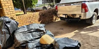Massive Dagga Seizure in Sekhukhune: Limpopo Police Intercept R500,000 Load Massive Dagga Seizure in Sekhukhune: Limpopo Police Intercept R500,000 Load