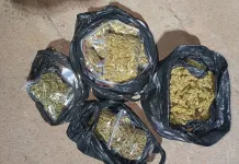 Upington Drug Bust: Two Arrested Following 2.3kg Dagga Seizure on N10 Highway Upington Drug Bust: Two Arrested Following 2.3kg Dagga Seizure on N10 Highway
