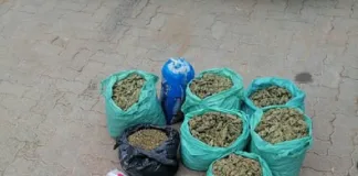 Three Arrested for Dagga Possession in Tumahole