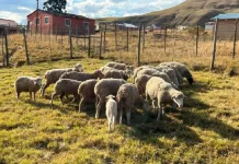 Qumbu Stock Theft Arrest: Two Men Apprehended Following R30,000 Livestock Recovery