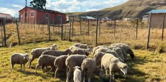 Qumbu Stock Theft Arrest: Two Men Apprehended Following R30,000 Livestock Recovery Qumbu Stock Theft Arrest: Two Men Apprehended Following R30,000 Livestock Recovery