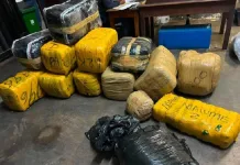 Dagga Bust: Johannesburg Police Seize R150,000 Haul