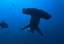 Hammerhead Sharks Up Close