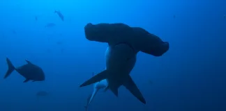 SharkFest Returns With a Wave of New Shark Shows Hammerhead Sharks Up Close