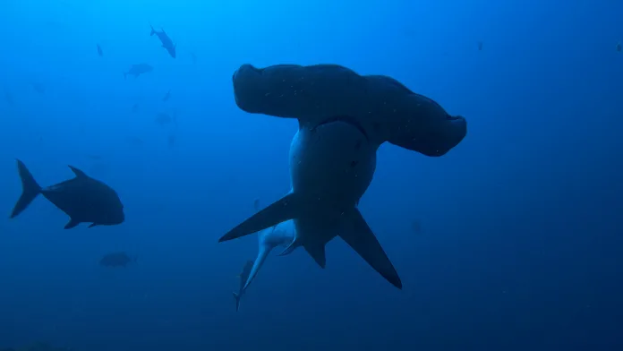 Hammerhead Sharks Up Close