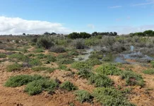 DA Files Criminal Charges Against Kamiesberg Municipality Over Koingnaas Raw Sewage Crisis