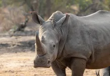 Why Winter Might Actually Be the Best Time to Go on Safari Rhino