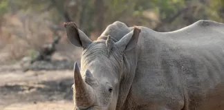 Why Winter Might Actually Be the Best Time to Go on Safari