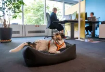 A Thoughtful Approach to Take Your Dog to Work Day A Thoughtful Approach to Take Your Dog to Work Day