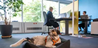 A Thoughtful Approach to Take Your Dog to Work Day