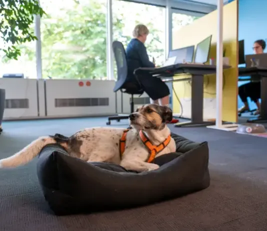 A Thoughtful Approach to Take Your Dog to Work Day A Thoughtful Approach to Take Your Dog to Work Day