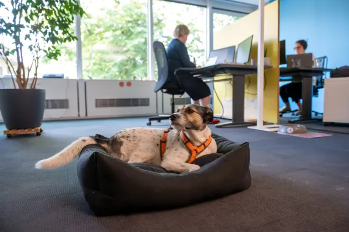 A Thoughtful Approach to Take Your Dog to Work Day A Thoughtful Approach to Take Your Dog to Work Day