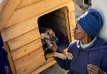 FOUR PAWS Welcomes Landmark Pet Population Data in South Africa FOUR PAWS Welcomes Landmark Pet Population Data in South Africa