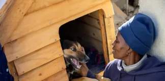FOUR PAWS Welcomes Landmark Pet Population Data in South Africa FOUR PAWS Welcomes Landmark Pet Population Data in South Africa