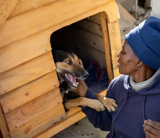 FOUR PAWS Welcomes Landmark Pet Population Data in South Africa